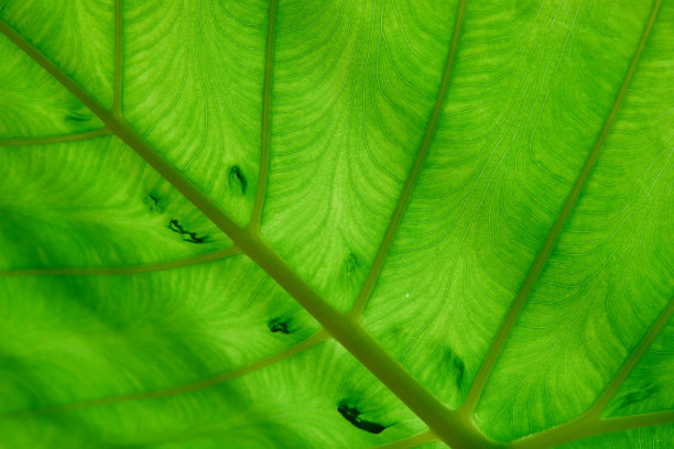 全帧拍摄的绿叶纹理背景图片下载
