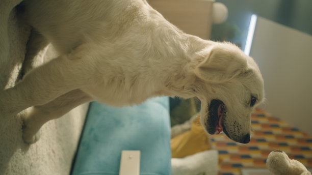 小女孩在家里和狗玩图片下载