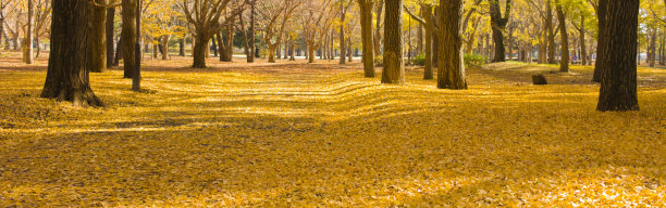 秋天的公园图片下载