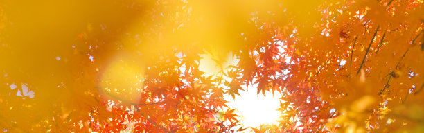 秋天横幅图像图片下载