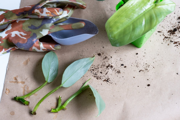 有根的家养植物的茎，用于繁殖和在有土的花盆中种植盆栽植物的爱好和护理，育种业务，插枝图片下载