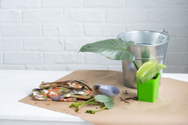 有根的家养植物的茎，用于繁殖和在有土的花盆中种植盆栽植物的爱好和护理，育种业务，插枝图片下载