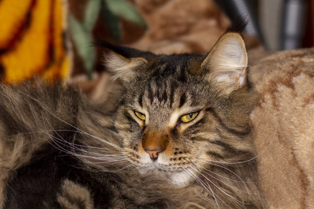 乌克兰哈尔科夫，一只名叫Fedor的缅因猫的肖像图片下载