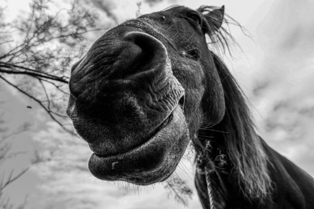 可爱的马的脸和头特写图片下载