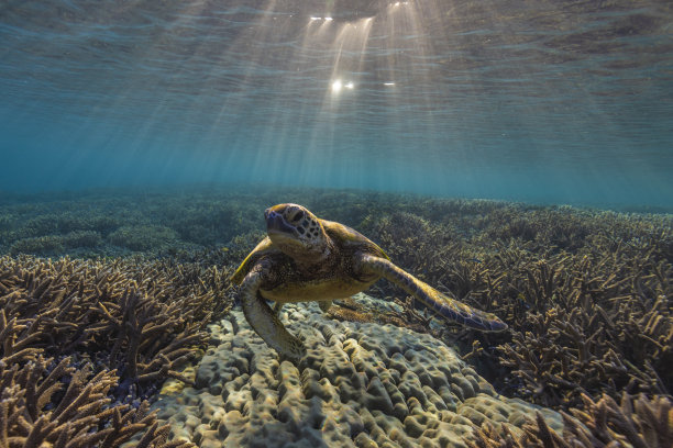 雄伟的绿海龟。图片下载