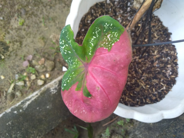 粉色芋头叶子的图片图片下载