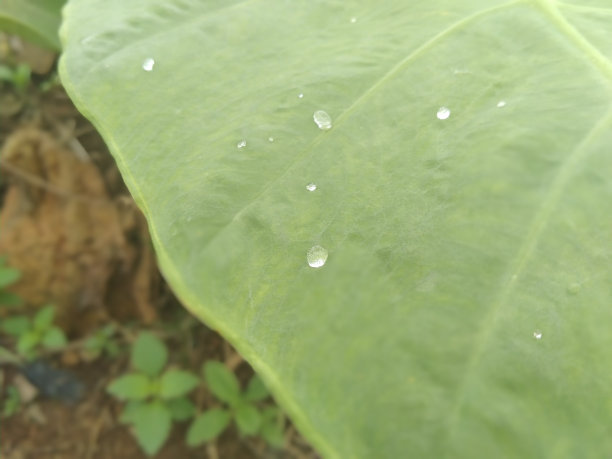 芋头叶图片图片下载