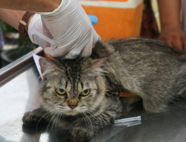 给宠物注射狂犬疫苗图片下载