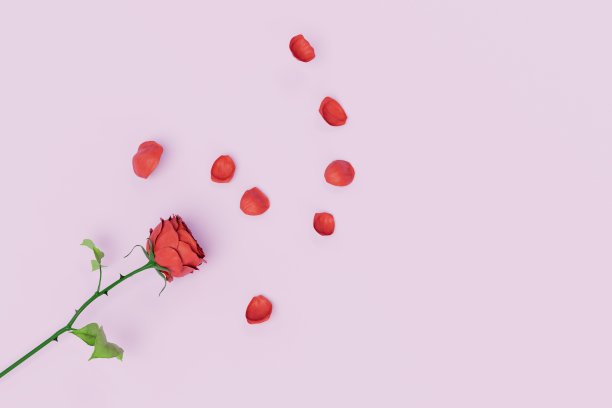 少量增加。一朵红玫瑰和花瓣散落在柔和的背景上。复制粘贴，复制空格。三维渲染图片下载