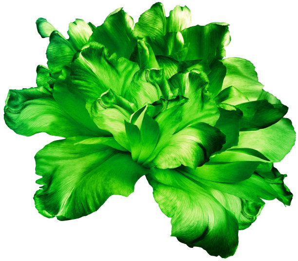 绿色郁金香花在白色孤立的背景与修剪路径。特写镜头。为设计。大自然。图片下载