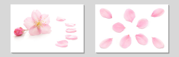 日本天然粉红色樱花和花瓣，白色背景，春天摄影套装图片下载
