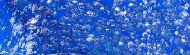 成群的鱼成群地游着，水下的圆圈照耀着。许多罗非鱼成群结队地游泳。自然地，在水下，成群的鱼被当作食物。3 d渲染。图片下载