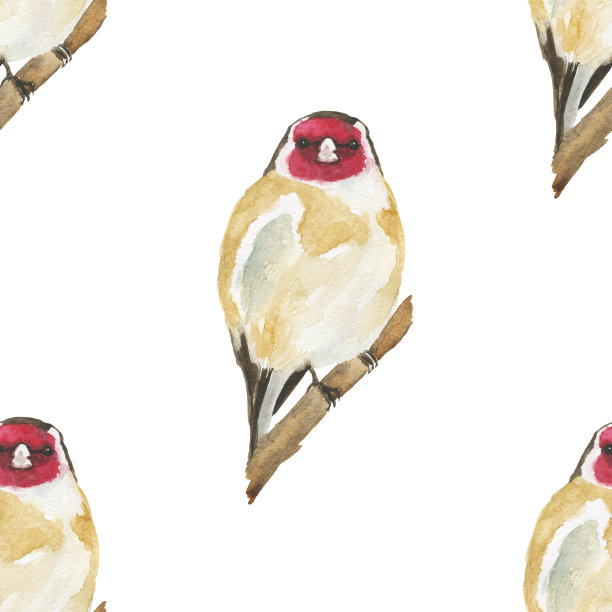 欧洲金翅雀在白色背景上的无缝图案。水彩手绘插图。完美的动物壁纸。Carduelis Carduelis。图片下载