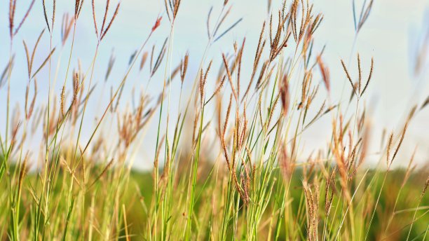 野草在野外茂盛生长图片下载