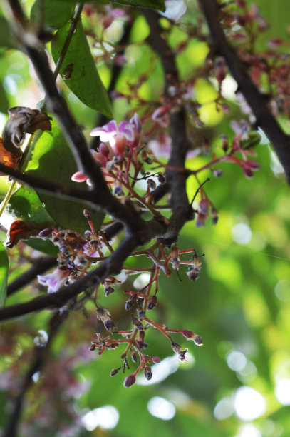 杨桃树的花图片下载