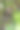 杨桃树的花图片下载