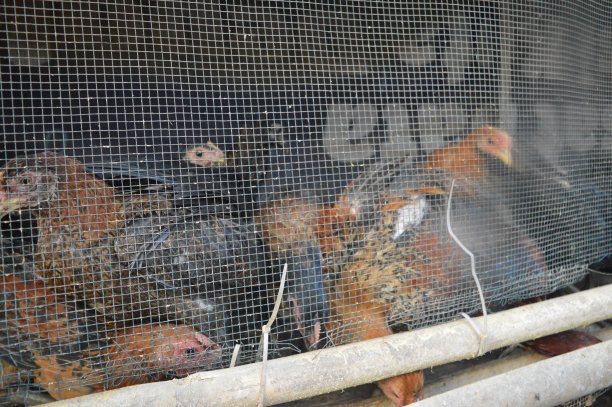 一只鸡在养鸡场的鸡笼里等待食物图片下载