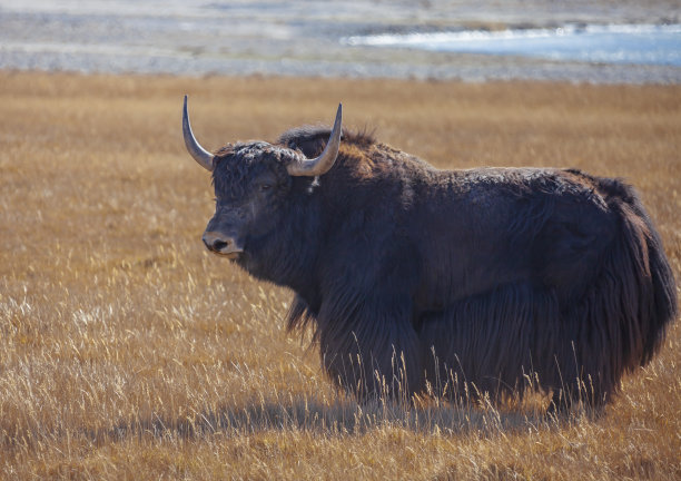 西藏牦牛的野牛站在山上的牧场上。图片下载