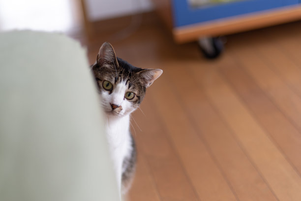 里的猫图片下载