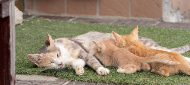 猫的父母和孩子图片下载