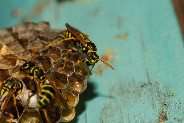 乌克兰哈尔科夫，木门上有黄蜂的蜂房图片下载
