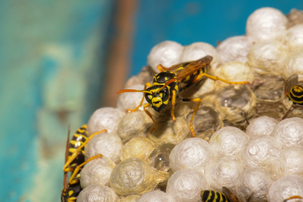 乌克兰哈尔科夫，木门上有黄蜂的蜂房图片下载