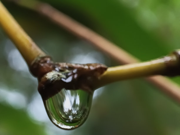 微距摄影，一大滴水粘在竹枝上，亚洲热带竹林背景，春天图片下载