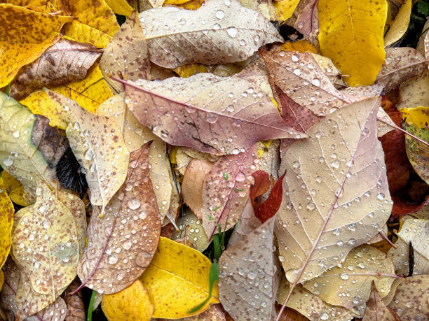 湿了地上五颜六色的落叶，时令，秋，近了图片下载