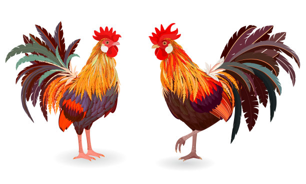 为您的设计收集详细的可爱公鸡图片下载