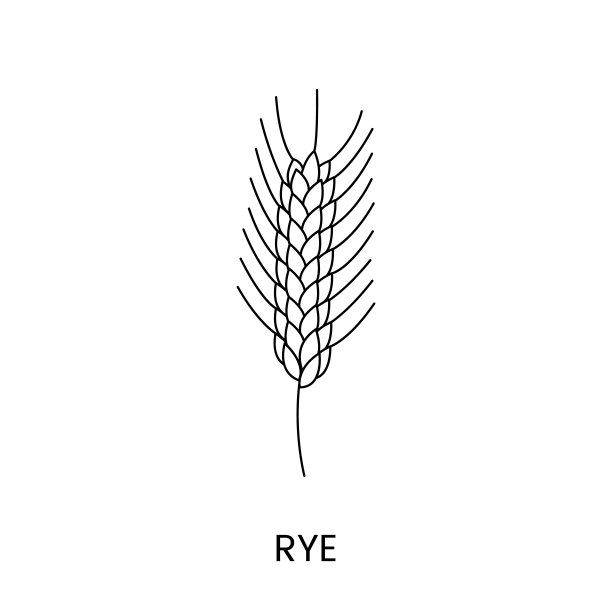 矢量中的黑麦线图标，谷物植物的插图。图片下载