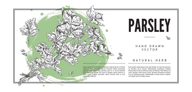 香菜烹饪药草和香料横幅设计，手绘矢量插画。图片下载