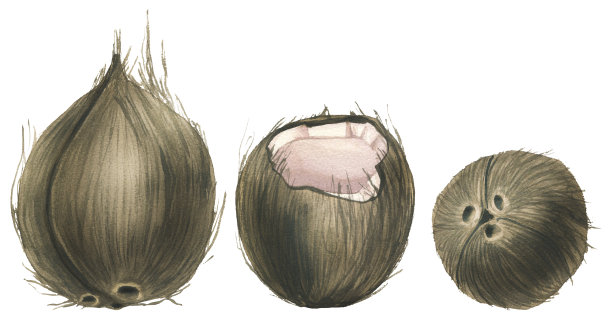 完整的和破碎的椰子，角度不同。水彩插图。从一个大的椰子集的白色背景上孤立的对象。用于装饰设计、食品、化妆品的成分。图片下载