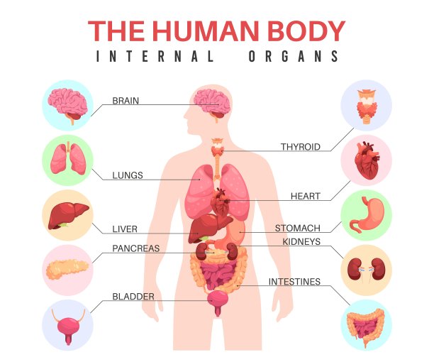 人体器官。解剖学的人体剪影，内部器官，教育信息图，医学生物海报，有胃和膀胱，肺和大脑，整齐的矢量概念图片下载