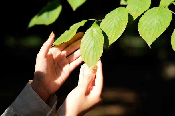 特写年轻女子的手触摸树叶图片下载