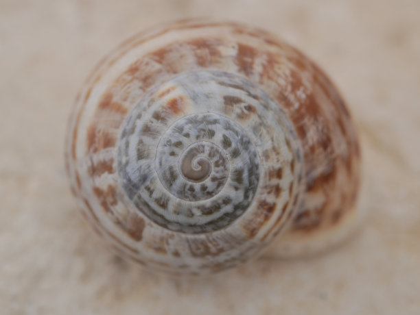 蜗牛壳在光滑的轻石上。自然界的黄金比例。腹足软体动物的住所腹足类动物的外部骨架图片下载