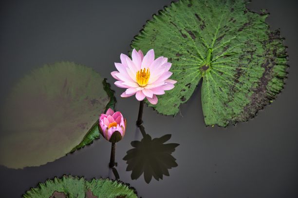 荷花在池塘里绽放着光彩。高质量的照片图片下载