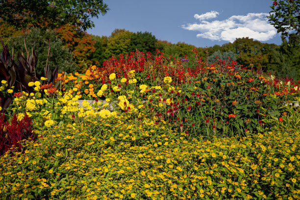 盛开的花园下降图片下载