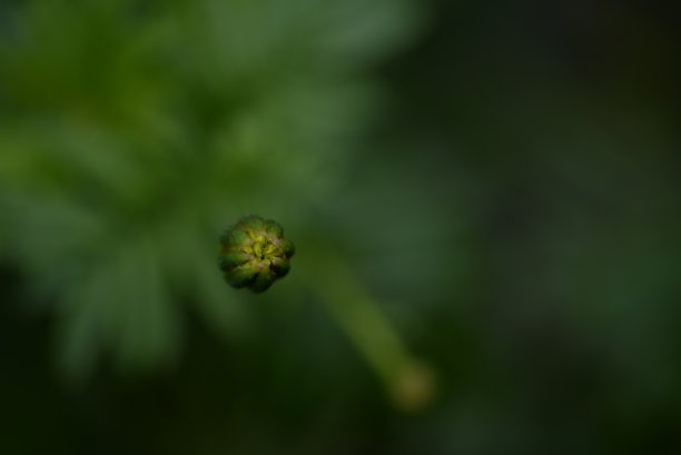 淡黄色的金盏花，金盏花的花蕾特写在绿色的叶子背景上，金盏花特写在绿色的背景上，叶子和花朵的纹理，被绿色图片下载