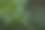淡黄色的金盏花，金盏花的花蕾特写在绿色的叶子背景上，金盏花特写在绿色的背景上，叶子和花朵的纹理，被绿色图片下载