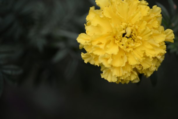 淡黄色的金盏花，金盏花的花蕾特写在绿色的叶子背景上，金盏花特写在绿色的背景上，叶子和花朵的纹理，被绿色图片下载