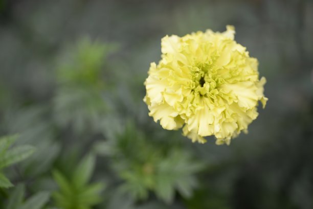 淡黄色的金盏花，金盏花的花蕾特写在绿色的叶子背景上，金盏花特写在绿色的背景上，叶子和花朵的纹理，被绿色图片下载