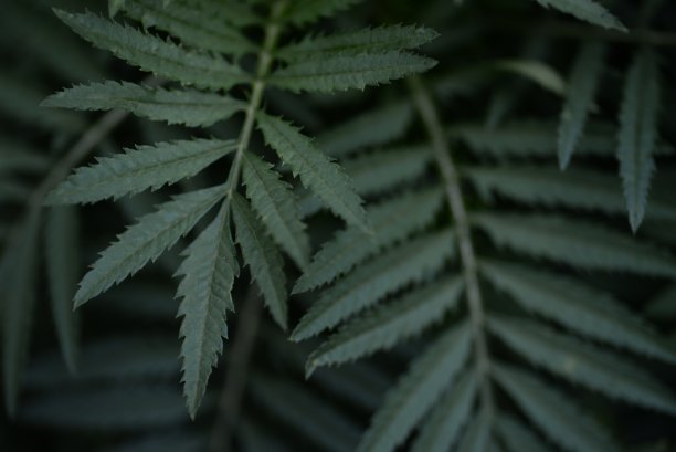 万寿菊叶子特写背景图片下载