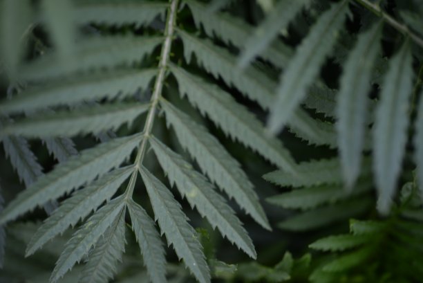 万寿菊叶子特写背景图片下载