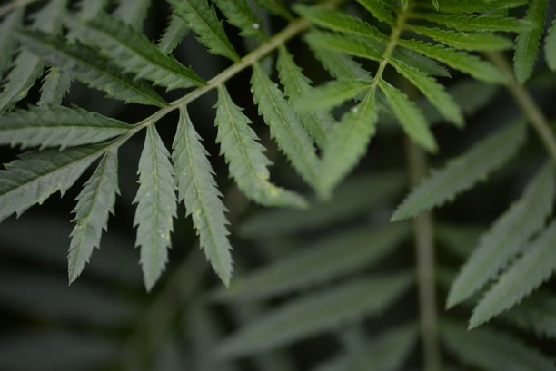 万寿菊叶子特写背景图片下载