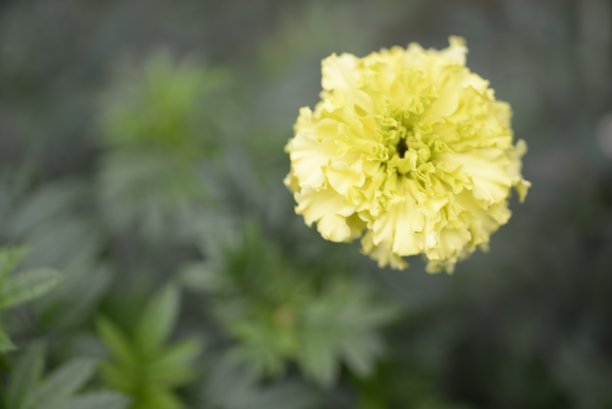 淡黄色的金盏花，金盏花的花蕾特写在绿色的叶子背景上，金盏花特写在绿色的背景上，叶子和花朵的纹理，被绿色图片下载