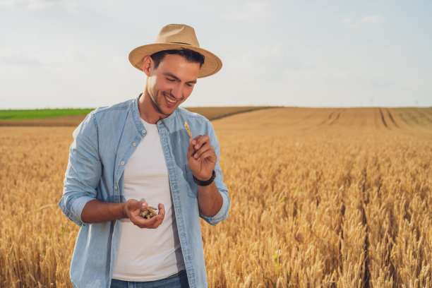 农民在麦田里检查成功播种后的作物图片下载