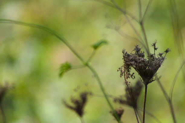 特写干燥的野生胡萝卜种子与绿色模糊的植物背景图片下载