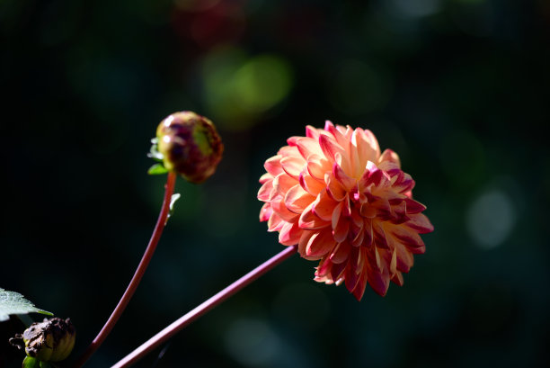 花园大丽花秋。花园里美丽的大丽花和水滴图片下载