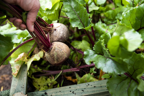 从菜园的库存照片中采摘甜菜根图片下载