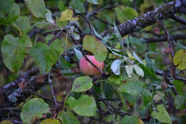 雨后树枝上的苹果图片下载